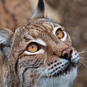 slides/IMG_1442.jpg wildlife, feline, cat, predator, fur, eurasian, lynx, eye, ear, tuft WBCW56 - Eurasian Lynx